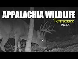 Appalachia Wildlife Video 24-45 of AS THE RIDGE TURNS in the Foothills of the Great Smoky Mountains