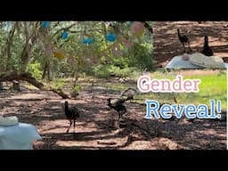 EMU GENDER REVEAL PARTY!