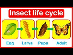 Insect Life Cycle 🤔 | Butterfly & Dragonfly life cycle | metamorphosis vs incomplete metamorphosis