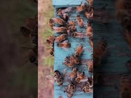 What are these bees up to?