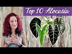 10 Must Have Alocasia Plants