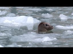 Where Ice and Oceans Meet: Kenai Fjords National Park