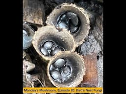 Monday's Mushroom, Episode 20: Bird's Nest Fungi