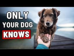 8 Secrets ONLY Your Dog Knows About You