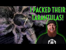 How Are TARANTULAS Packed for Shipping w/ Spider Shoppe!