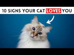 10 Signs Your Cat REALLY Loves You (Proven by Science!)