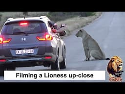 The Lion Chaser - Filming A Lioness Up Close