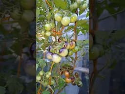 Productive Cherry Tomatoes #garden #gardening #cherrytomato #tomato #buhayprobinsya #fruit #organic