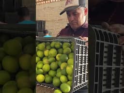 LIMÓN persa 🍋‍🟩🍋‍🟩 1a #agricultura #elcampoinnova #elcamponopara