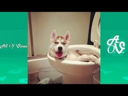 Try Not To Laugh Watching Funny Dog Videos | Dogs Funny Moments 2021