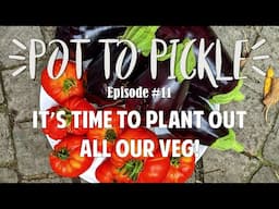 It’s Time To Plant Out All Our Veg! 🍅 #PotToPickle Ep.11