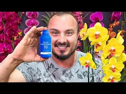 Coloque ÁGUA OXIGENADA nas ORQUÍDEAS | O RESULTADO SERÁ INCRÍVEL