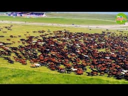 The Amazing World's Largest Nomadic Horse Farming | Horse Farming Documentary| Organic Horse Farming