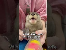 Viral otter cafe in Tokyo Japan