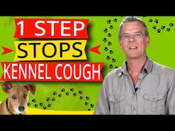 Kennel Cough In Dogs (Symptoms and Natural Home Treatment)