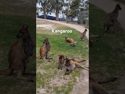 #Australia #kangaroo Eagles 2-5 metres long