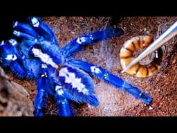 Feeding My Blue Pet Tarantula & Other Spiders