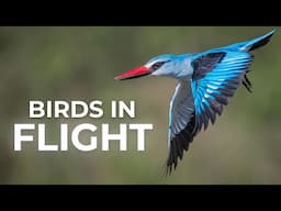 How To Photograph BIRDS IN FLIGHT: Full Guide