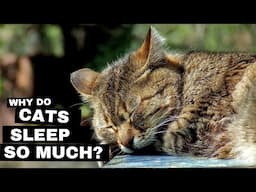 Why Do Cats Sleep So Much? The Science Behind Feline Naps Revealed