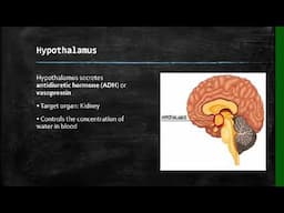 Life Sciences: Human Endocrine System Grade 12