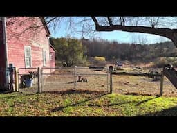 Meditation Videos At Bedlam Farm: Donkeys