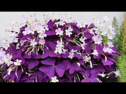 How to Grow Purple Oxalis as a Houseplant