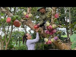 Giant figs, eat figs and bamboo tube rice. farm life