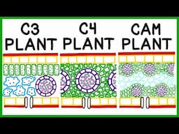 C3, C4 and CAM Plant Photosynthesis & Photorespiration