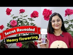 🔴ROSE PLANT - Pruning, Repotting FOR MAXIMUM FLOWERING गुलाब Rose radiant poshtik#gardening #rose