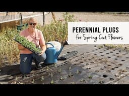 Planting Perennial Plugs for Spring Cut Flowers : Sunshine and Flora