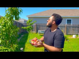 Backyard Peach Harvest