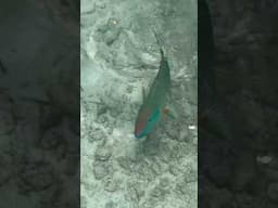 Check Out This Rainbow Parrot Fish!