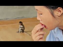 Adorable baby Nahu monkey plays alone while mother takes a nap