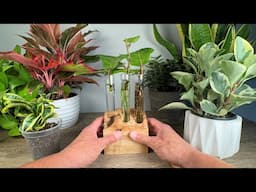 I do this every time I propagate my Fiddle Leaf Figs ( Ficus Lyrata )