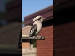 Kookaburra reacts to his recorded call😜