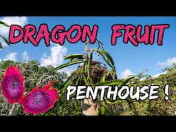 Moving Dragon Fruit to a Palm Penthouse!