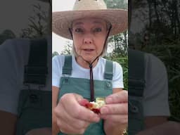 Growing Roselle Hibiscus #garden #gardening #herbs #roselle