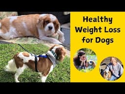 How to Help Your Dog Lose Weight Safely| Dog Weight Loss and Exercise Plan for Overweight Dogs