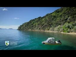 1 Hour on a New Zealand Predator Free Island | The Sounds of Marlborough Sounds | ASMR