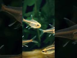 Get to Know the Glowlight Tetra #tetrafish #aquarium #fishtank