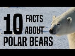 10 Interesting Facts About Polar Bears for Children: Learn About Polar Bears for Kids - FreeSchool