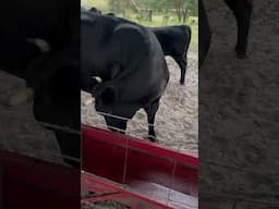 Someone is being very nasty! #cow #farming #farmlife #shorts