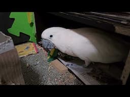 Friday Morning Cockatoo 🌄