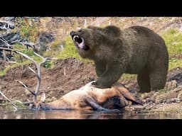 THIS IS HOW BEARS HUNT