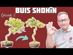 Je poursuis la construction d'un Buis Shohin Bonsaï.  Épisode 2 🌱 NEJIKAN BONSAI 🌱