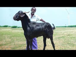 DIWALI SPECIAL GIANT BLACK GOAT RECIPE | தீபாவளி கருங்கிடா கறி விருந்து | Mutton |