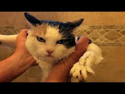 funny cat video  #1