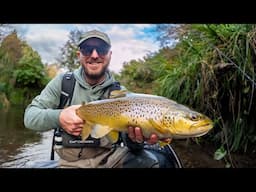 BIG Brown Trout [sight fished] - and 2 rainbows