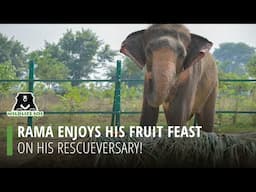 Rama Enjoys His Fruit Feast On His Rescueversary!