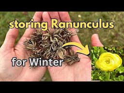 get MORE flowers next year! Cleaning & Storing Ranunculus Corms for Winter / Nicole's Garden